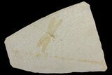Fossil Dragonfly (Cymatophlebia) - Solnhofen Limestone #167796-1